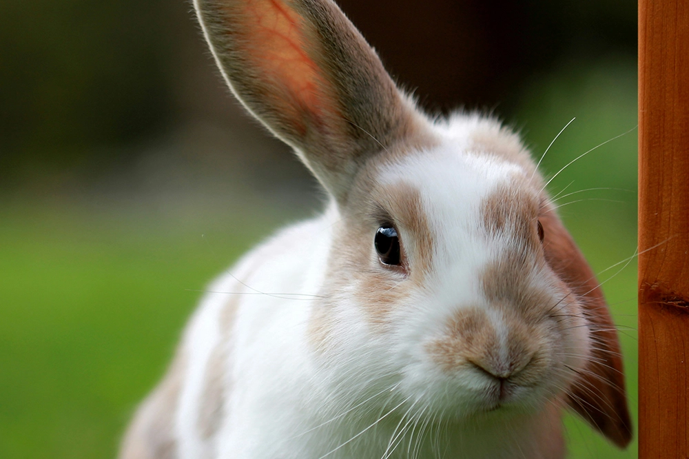 Ostern, osterhase